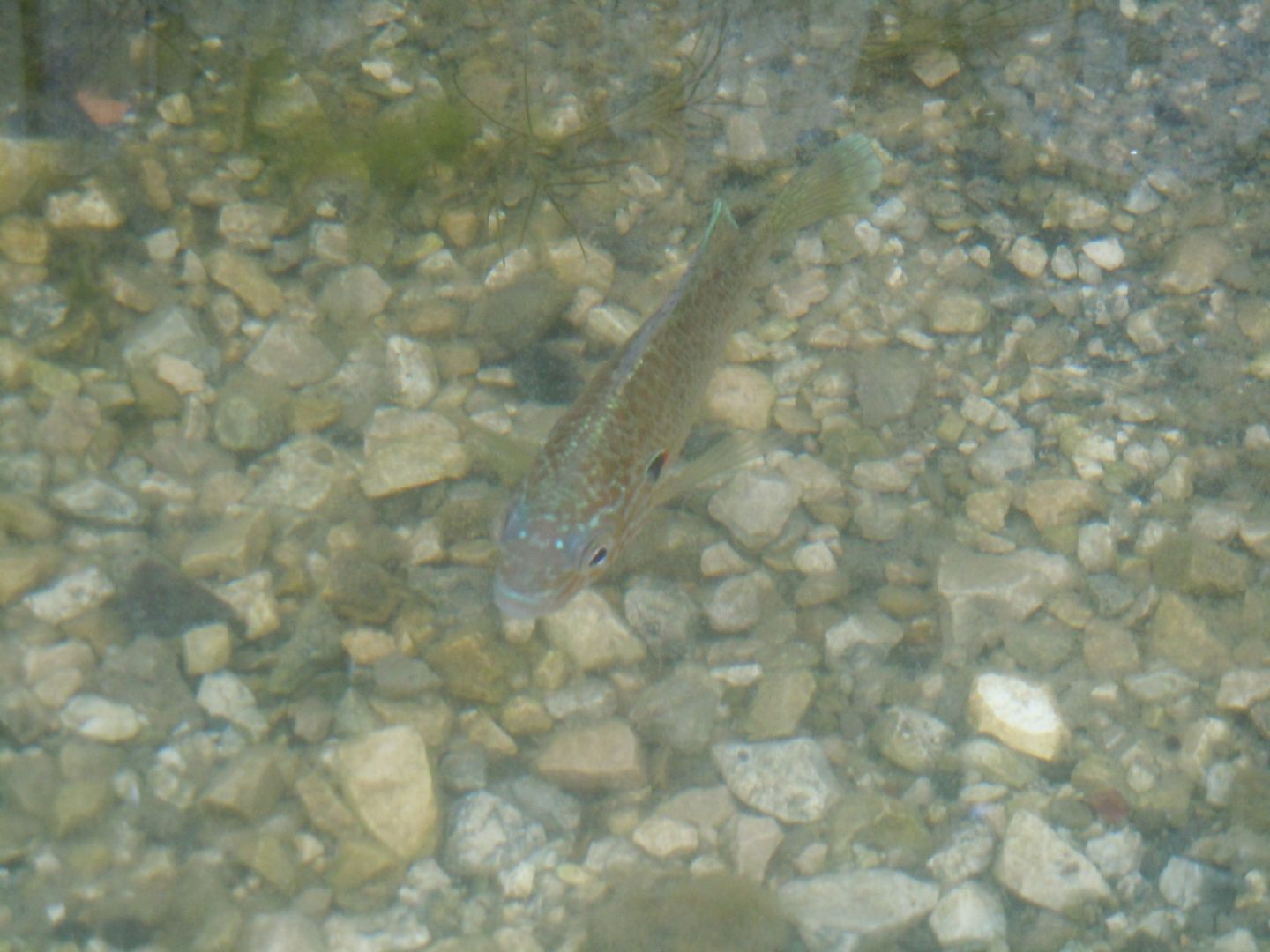 Pesce dal lago d''Averno